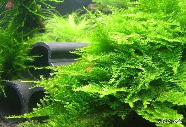 水草图片