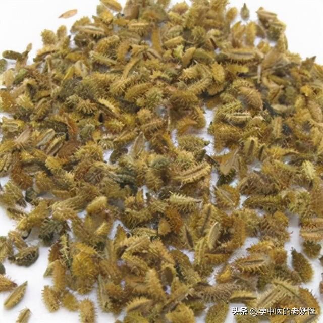 每天学习一味中药——鹤虱