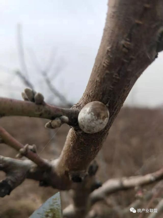 防治桃树病虫害的关键在幼果期