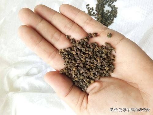 每日一中药——吴茱萸