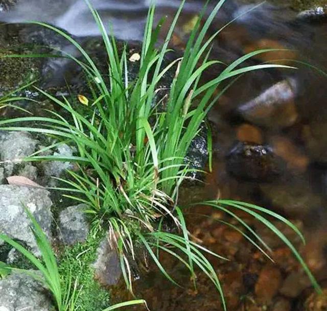 水培植物 水培植物（水培植物根部长绿苔） 生活