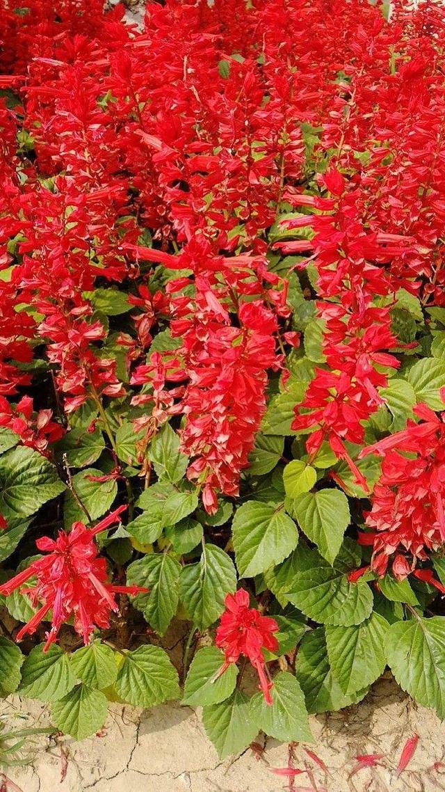 花卉名称