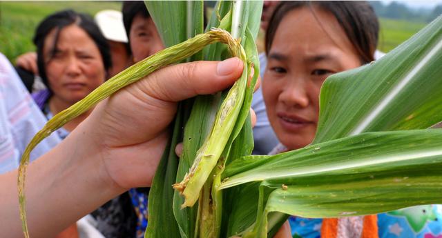 玉米杀虫效果差？按这3个时间来防虫，玉米苗壮、产量高3