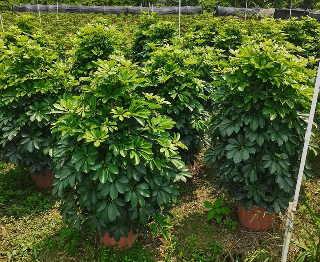 室内观叶植物