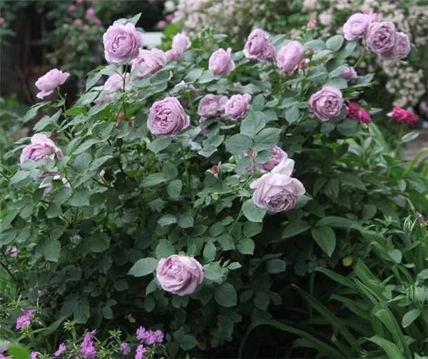 月季花品种介绍