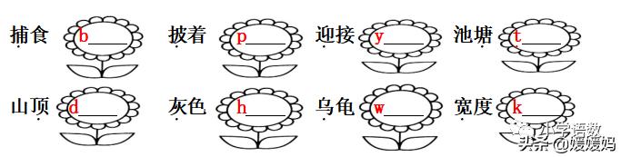 小蝌蚪先长前腿还是后腿