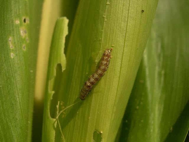 玉米螟虫的危害玉米螟幼虫[幼虫,是动物个体发育中颇具形态和生理特点