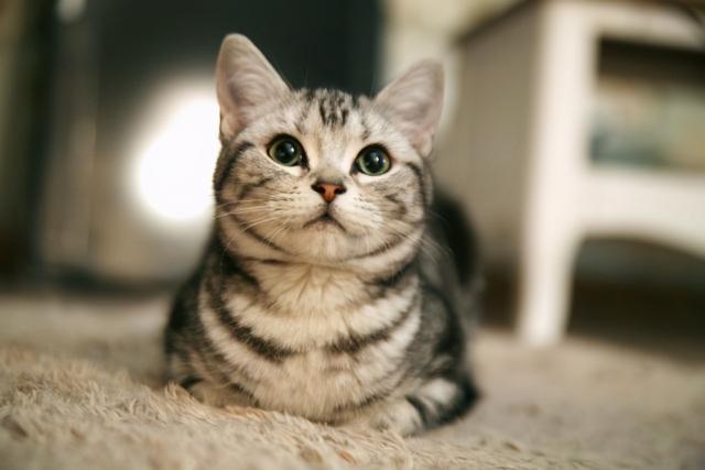 猫咪的品种