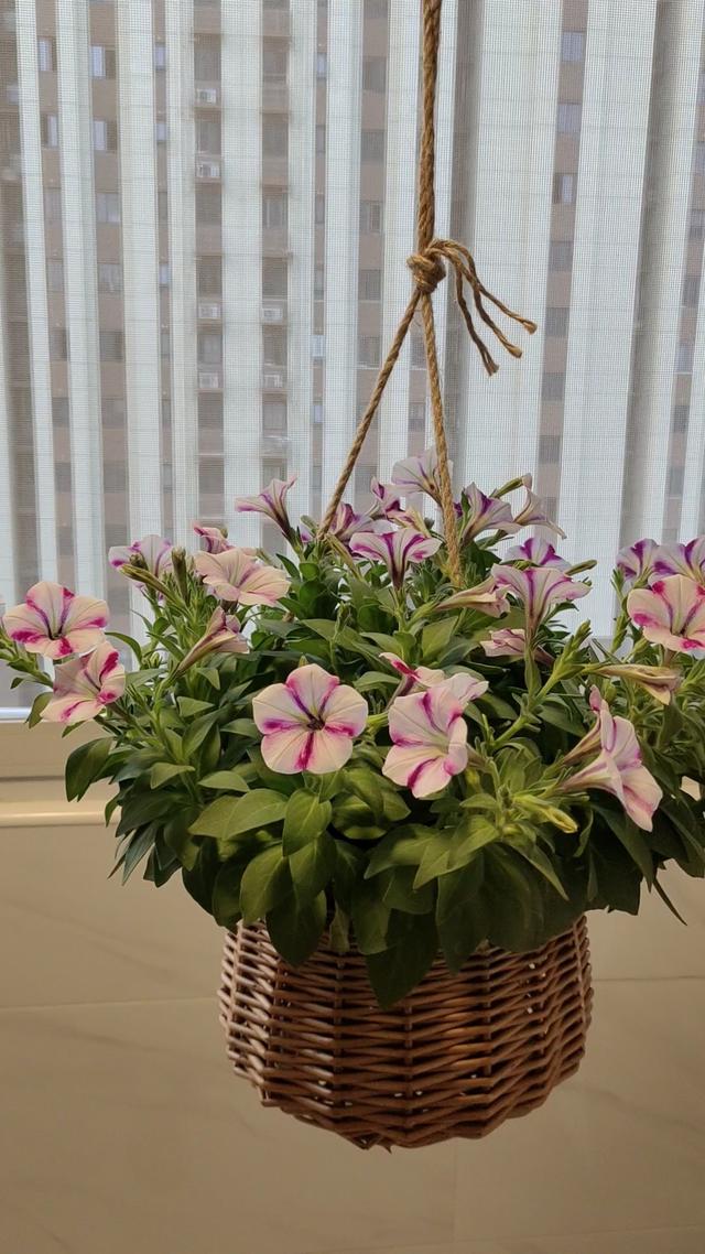 7种花适合孩子养，随便插土里就能活，孩子成就感满满