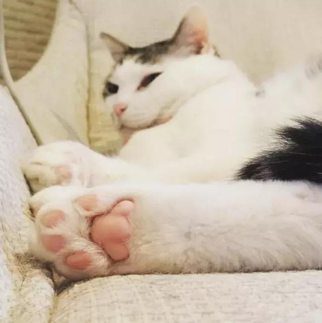 猫爪热
