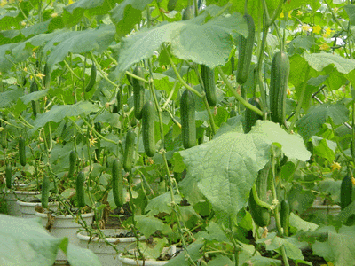 防治蚜虫、飞虱时呋虫胺和吡虫啉哪个好？呋虫胺可杀灭哪些害虫2