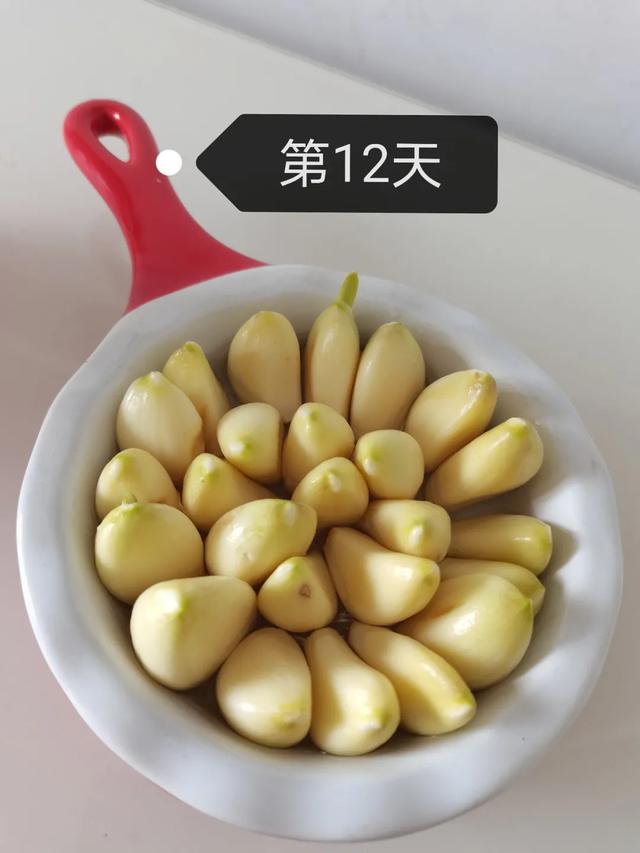 蒜苗的生长过程观察日记