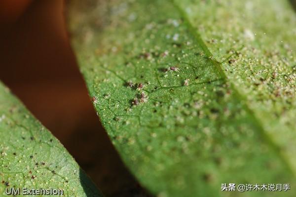 月季冬天需要喷药吗？寒冬腊月这样做，春暖花开无病害-许木木5