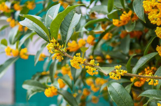 描写桂花的诗句有哪些（十首咏桂花的古诗词）