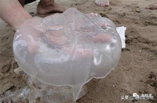 海鲜种类