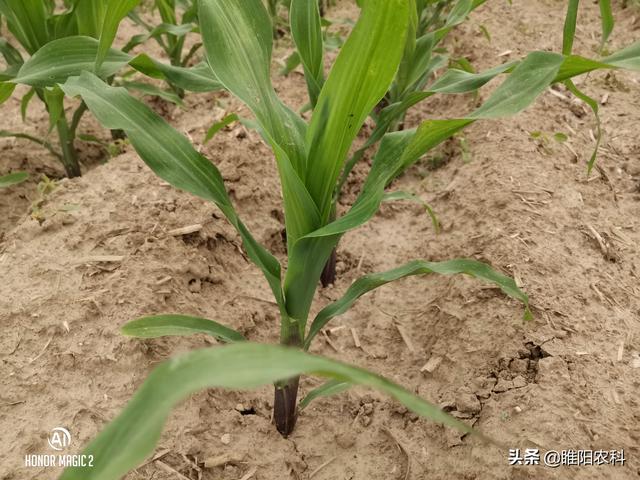 这个被称为玉米田“万能型”除草剂，封杀双效，除草干净又彻底
