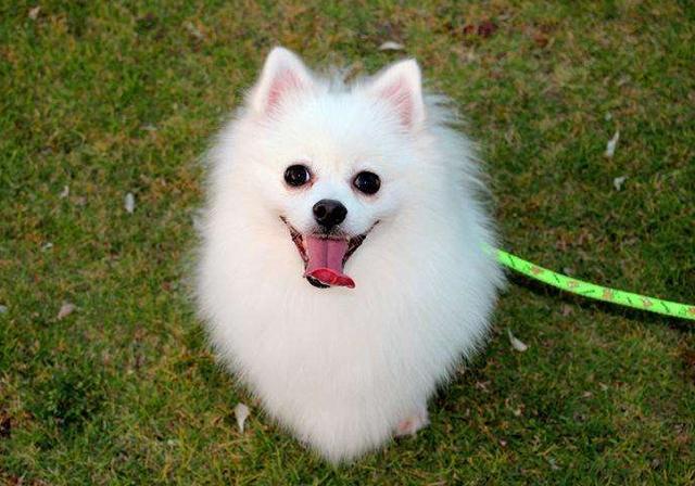 小宠物狗品种有哪些(长耳朵狗的品种大全)-艾拉养犬