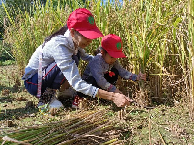 幼儿园的割水稻能手