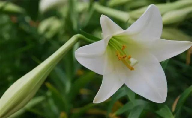 送百合花代表什么