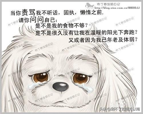 狗狗的十个约定