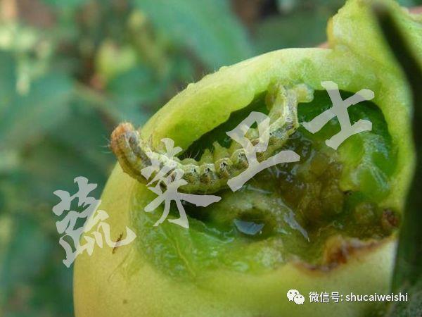 棉铃虫预计高发，它更爱番茄4