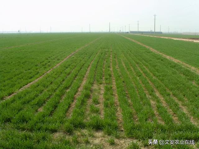 早春小麦田化学除草技术要点