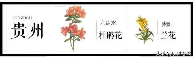 中国各城市市花