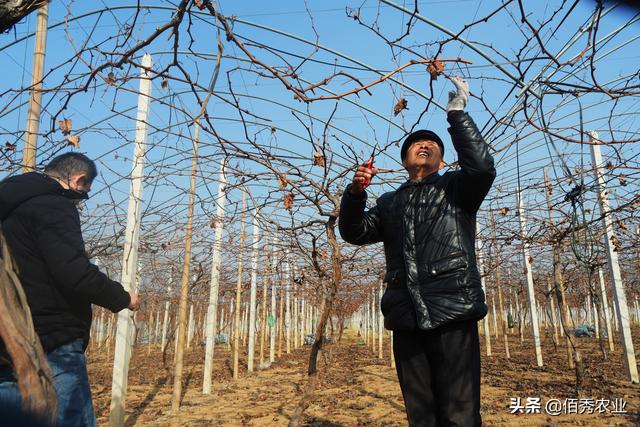 碱性农药有哪些？既便宜又杀菌杀虫杀螨，为啥没有酸性农药受欢迎5