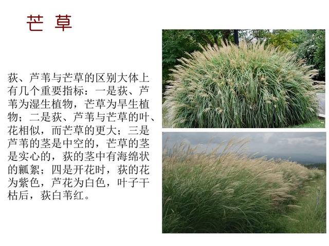 水生植物种类 水生植物种类（水生植物100种） 生活