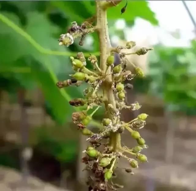 葡萄从萌芽到开花，要注意这8种病虫害，你怎么看？5