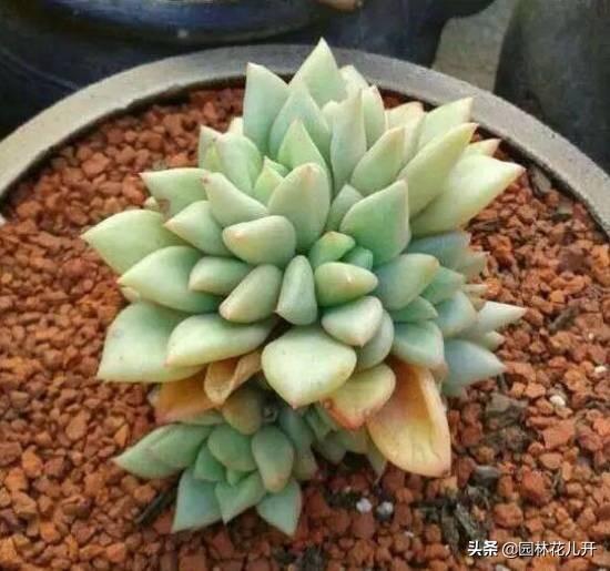 多肉植物图谱