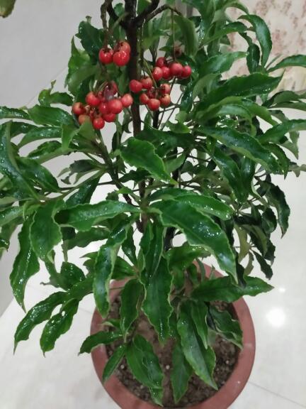 朱砂根