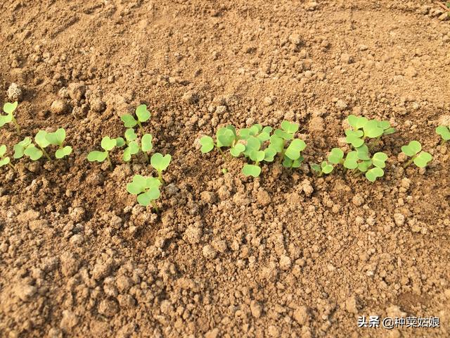 种植蔬菜老死苗是怎么回事儿，如何防治蔬菜死苗