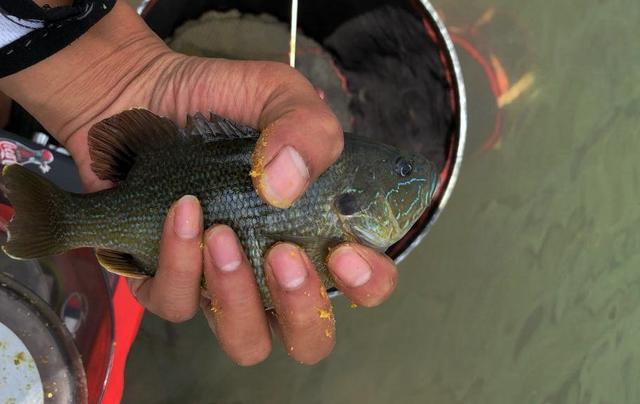 太陽魚太陽魚和羅非魚的區別