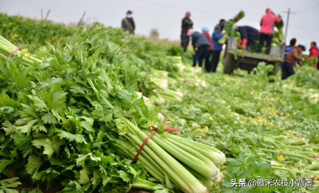 造成芹菜烂心的原因主要有4种，相关防治解决方法告诉你6