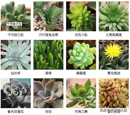 多肉分类 多肉分类（多肉分类及名称图片） 生活