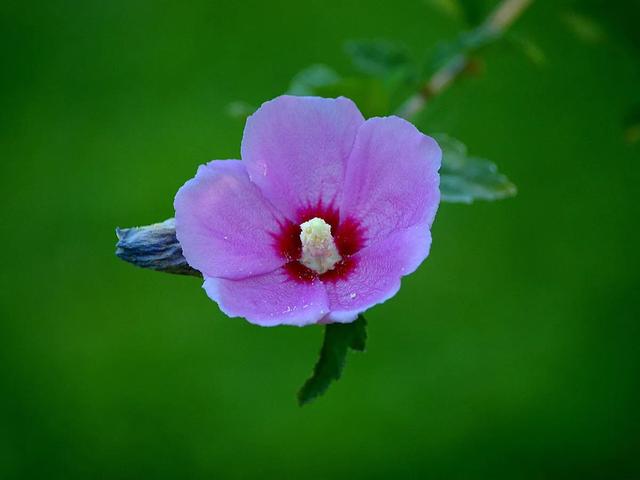 木槿花 漸漸凋零於這個初秋的早晨 中國熱點