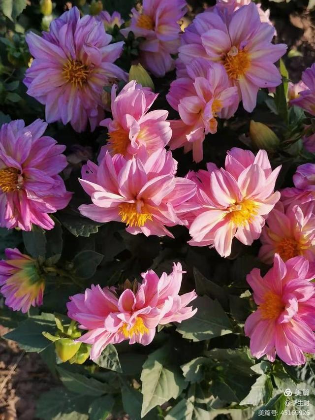 走进紫晨广场：文/李生财，图/郭翠枝