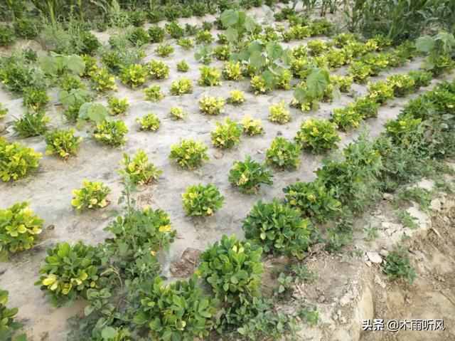 种植花生，把握施肥这一关，花生优质又高产3