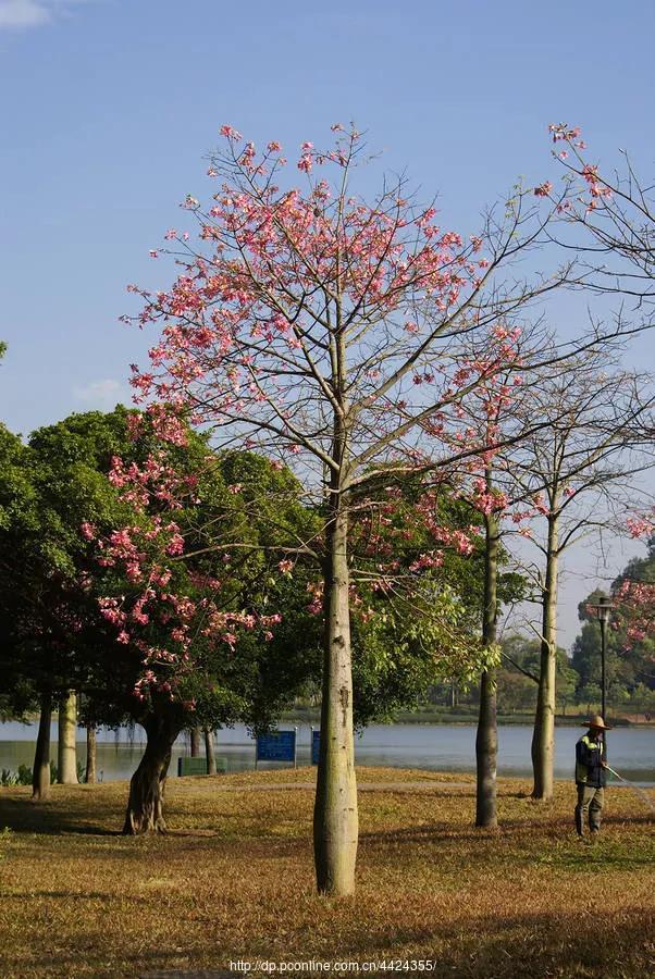 草木本能启示丨适当时机，把窝在家里的孩子“踢”出去