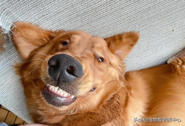 狗狗搞笑的视频是怎么拍的(金毛狗狗搞笑视频笑得肚子疼)-艾拉狗狗