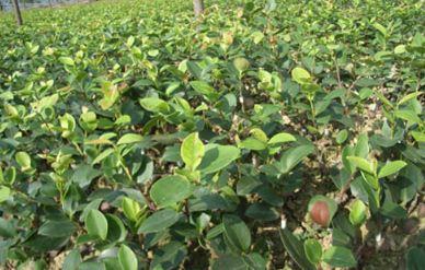 油茶树苗价格 油茶树苗价格（油茶树苗） 生活