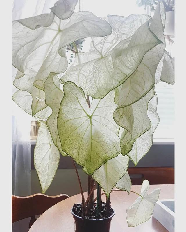 花叶芋 花叶芋（花叶玉簪） 生活