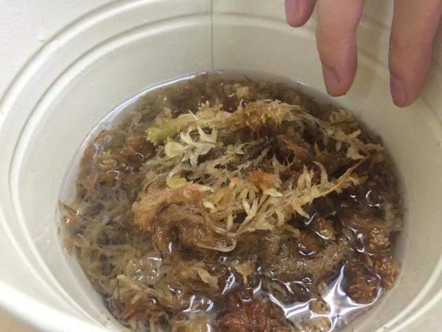 猪笼草 猪笼草（猪笼草简笔画） 生活