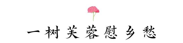 芙蓉花开