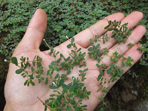 地锦草 地锦草（痔疮克星十种草药） 生活