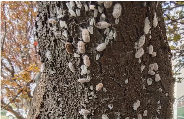 蚧蚧壳虫种类图片