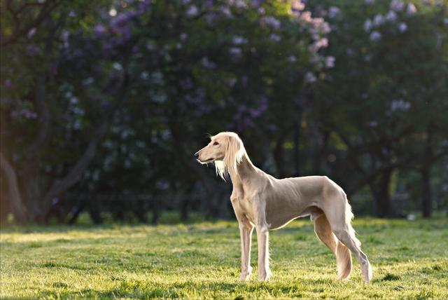 萨路基猎犬