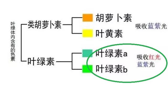 硼对作物有啥重要作用？番茄缺硼有啥症状，如何避免番茄缺硼？2