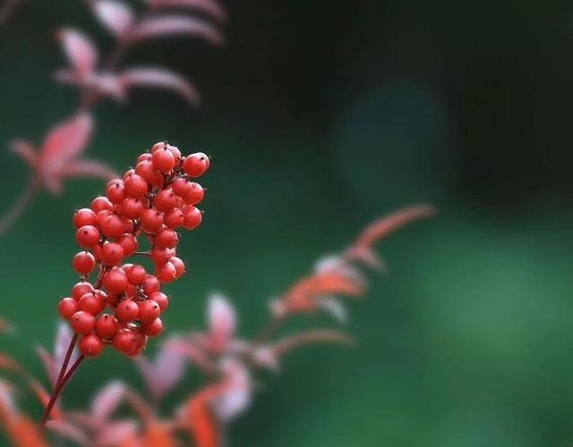 马栗 马栗（马栗种子提取物的功效与作用） 生活